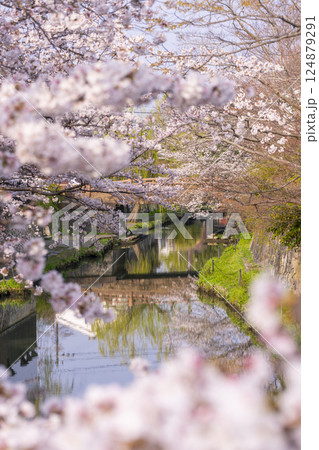 満開の桜と八幡堀（滋賀県近江八幡） 124879291
