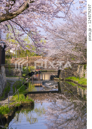 満開の桜と八幡堀（滋賀県近江八幡） 124879297
