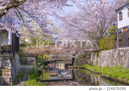 満開の桜と八幡堀（滋賀県近江八幡） 124879298