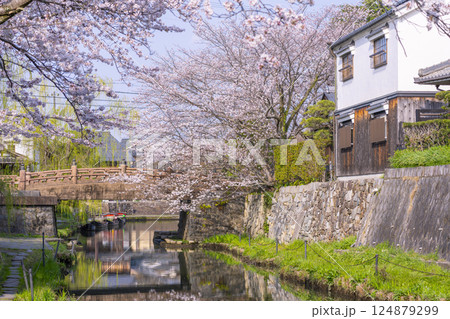 満開の桜と八幡堀（滋賀県近江八幡） 124879299
