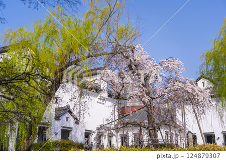満開の桜とかわらミュージアム(滋賀県近江八幡) 満開の桜とかわらミュージアム(滋賀県近江八幡) 124879307