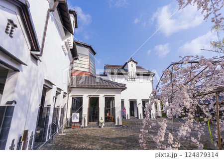 満開の桜とかわらミュージアム（滋賀県近江八幡） 124879314