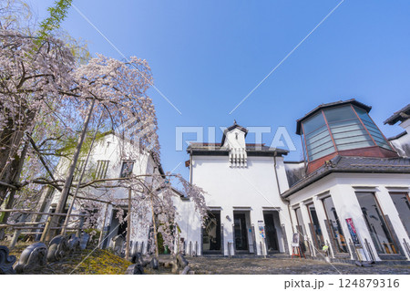 満開の桜とかわらミュージアム(滋賀県近江八幡) 満開の桜とかわらミュージアム(滋賀県近江八幡) 124879316