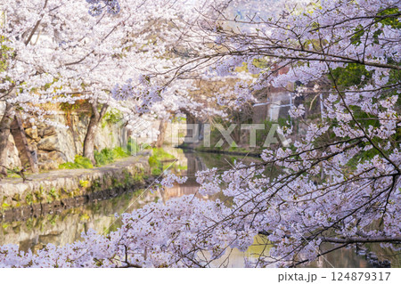 満開の桜と八幡堀（滋賀県近江八幡） 124879317