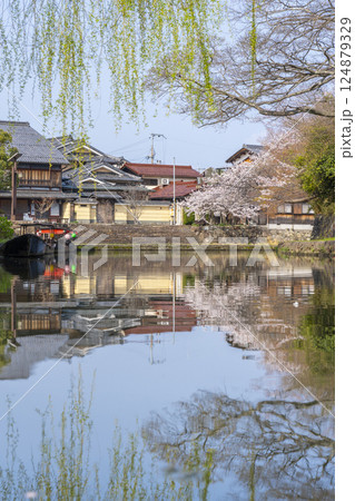 満開の桜と八幡堀（滋賀県近江八幡） 124879329