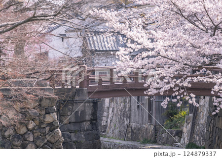 満開の桜と八幡堀（滋賀県近江八幡） 124879337