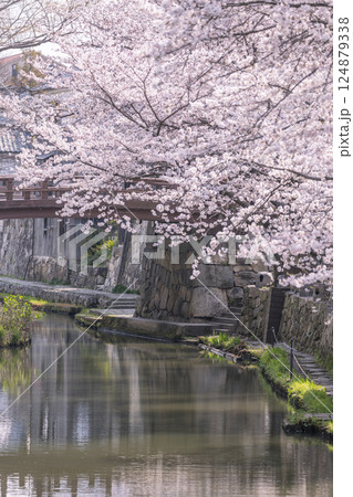 満開の桜と八幡堀（滋賀県近江八幡） 124879338