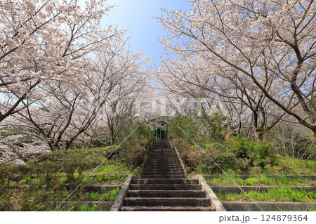 桜階段 124879364