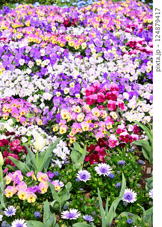 色々な花が咲き誇る春花壇 124879417