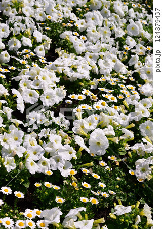 色々な花が咲き誇る春花壇 124879437