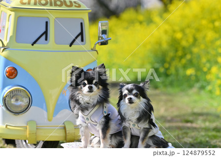 可愛い乗り物と2匹のチワワ 満開の桜と菜の花 春の素材 可愛い乗り物と2匹のチワワ 満開の桜と菜の花 春の素材 124879552