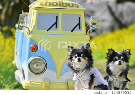 可愛い乗り物と2匹のチワワ 満開の桜と菜の花 春の素材 可愛い乗り物と2匹のチワワ 満開の桜と菜の花 春の素材 124879556