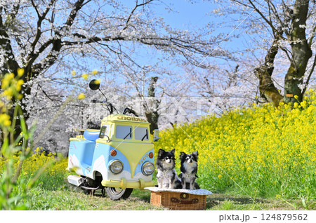 可愛い乗り物と2匹のチワワ　満開の桜と菜の花　春の素材 124879562