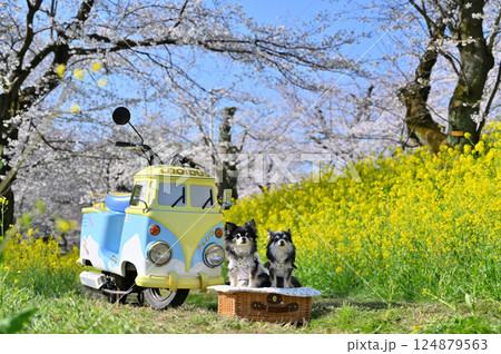 可愛い乗り物と2匹のチワワ　満開の桜と菜の花　春の素材 124879563