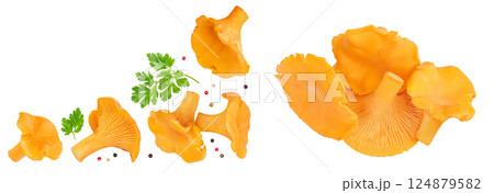Chanterelle mushroom isolated on a white background. Top view with copy space for your text. Flat lay 124879582