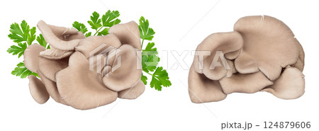 Oyster mushrooms isolated on white background with full depth of field Oyster mushrooms isolated on white background with full depth of field 124879606