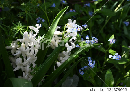 ヒヤシンスの花が生き生きと私の庭で咲く様子 124879666