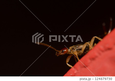 Male European earwig. Male European earwig. 124879730