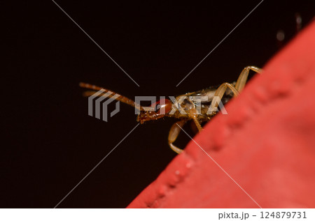 Male European earwig. Male European earwig. 124879731