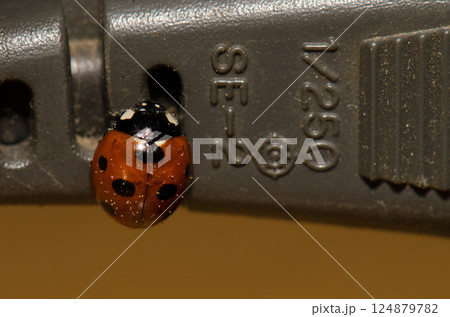 Common ladybug Coccinella septempunctata algerica. Common ladybug Coccinella septempunctata algerica. 124879782
