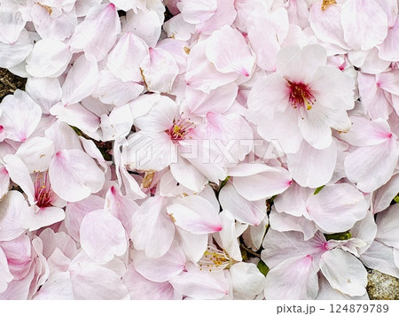 一面に広がる桜の花びら 124879789