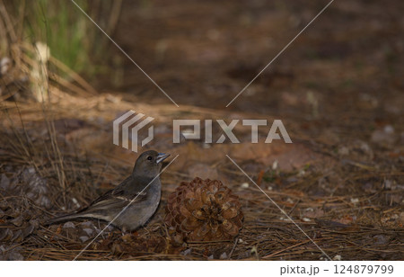 Gran Canaria blue chaffinch. 124879799