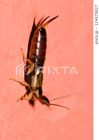 Male European earwig. Male European earwig. 124879827