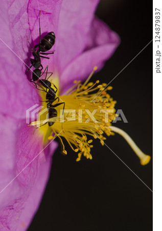 Ants Camponotus feae on a flower. 124879837