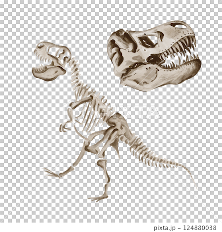 Dinosaur rex. Theranosaurus skeleton. Ancient fossil. Museum exhibit. Jurassic time. Watercolor illustration isolated from background. Hand drawing. Predator skull. Vintage. High quality illustration Dinosaur rex. Theranosaurus skeleton. Ancient fossil. Museum exhibit. Jurassic time. Watercolor illustration isolated from background. Hand drawing. Predator skull. Vintage. High quality illustration 124880038