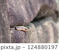 穴から顔を出すトカゲ 124880197