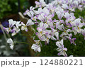 ビオラの花の最盛期でモリモリ咲いている様子 124880221