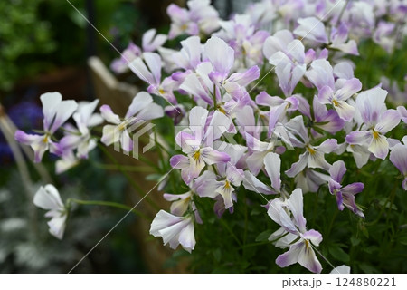 ビオラの花の最盛期でモリモリ咲いている様子 ビオラの花の最盛期でモリモリ咲いている様子 124880221