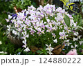 ビオラの花の最盛期でモリモリ咲いている様子 124880222