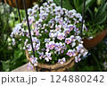 ビオラの花の最盛期でモリモリ咲いている様子 124880242