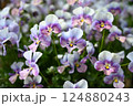 ビオラの花の最盛期でモリモリ咲いている様子 124880243