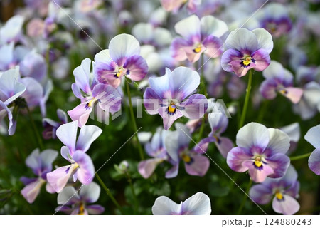 ビオラの花の最盛期でモリモリ咲いている様子 ビオラの花の最盛期でモリモリ咲いている様子 124880243
