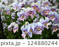 ビオラの花の最盛期でモリモリ咲いている様子 124880244
