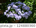 ビオラの花の最盛期でモリモリ咲いている様子 124880360