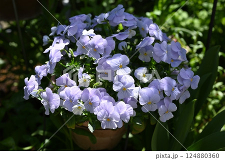 ビオラの花の最盛期でモリモリ咲いている様子 ビオラの花の最盛期でモリモリ咲いている様子 124880360