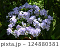 ビオラの花の最盛期でモリモリ咲いている様子 124880381