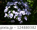 ビオラの花の最盛期でモリモリ咲いている様子 124880382