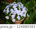 ビオラの花の最盛期でモリモリ咲いている様子 124880383
