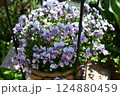 ビオラの花の最盛期でモリモリ咲いている様子 124880459
