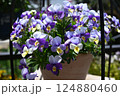 ビオラの花の最盛期でモリモリ咲いている様子 124880460