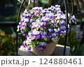 ビオラの花の最盛期でモリモリ咲いている様子 124880461