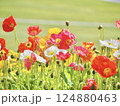 鮮やかなポピー 124880463