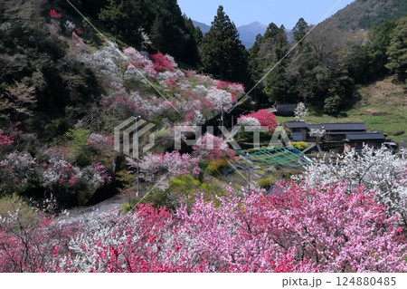 上久喜を鮮やかに彩る花桃　（高知県　仁淀川町） 124880485
