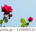 赤いバラの花 124880516