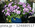 ビオラの花の最盛期でモリモリ咲いている様子 124880517