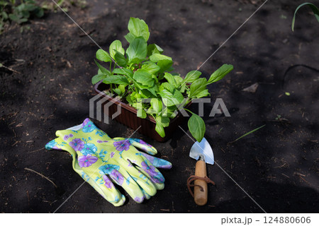 Gardening enthusiast replanting seedlings in a garden bed using gloves and a small shovel on a sunny day 124880606